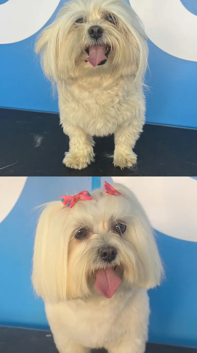 Antes y después de un corte en la peluquería Lucca, Chía