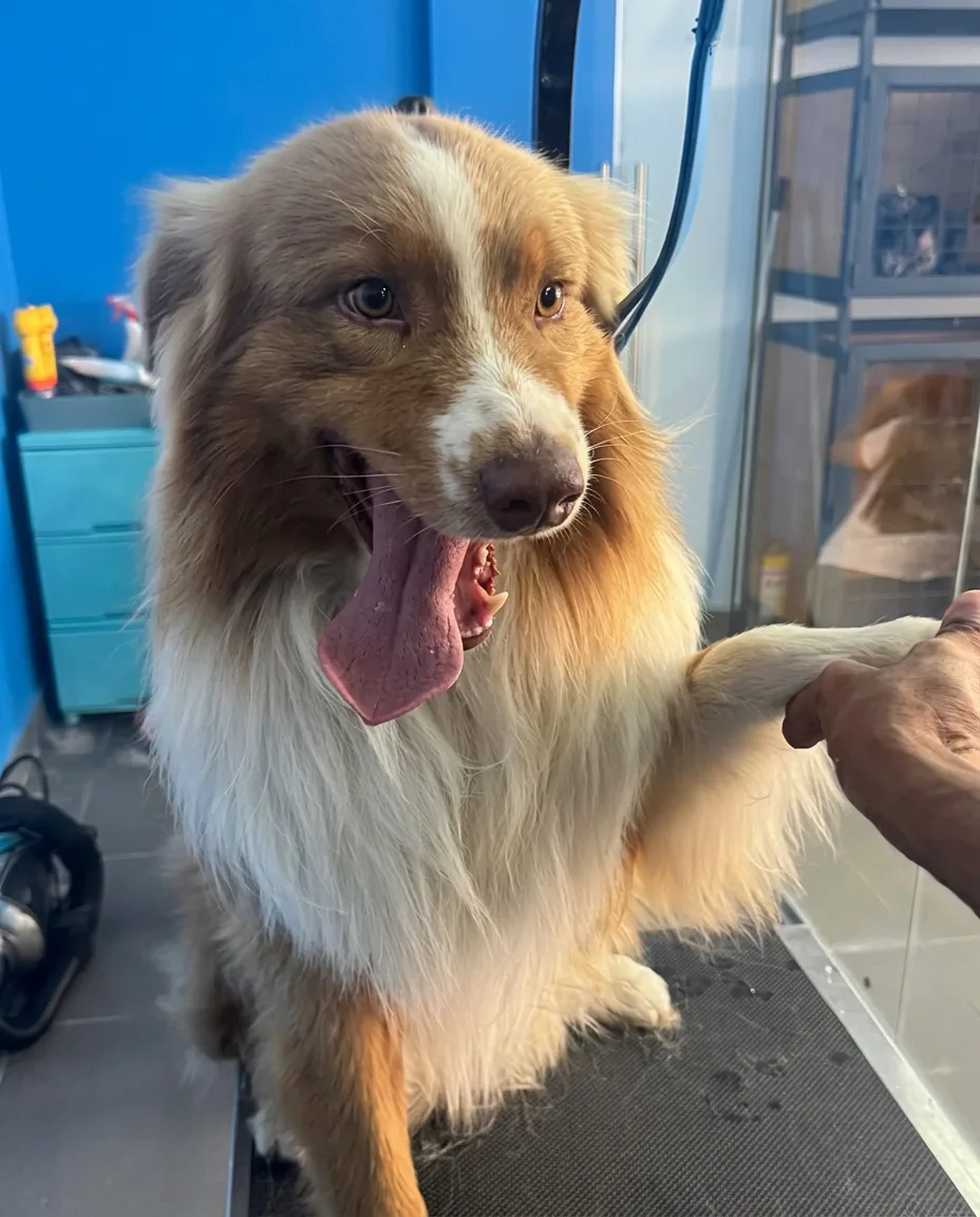 Perro de pelaje café en la peluquería Lucca en Chía