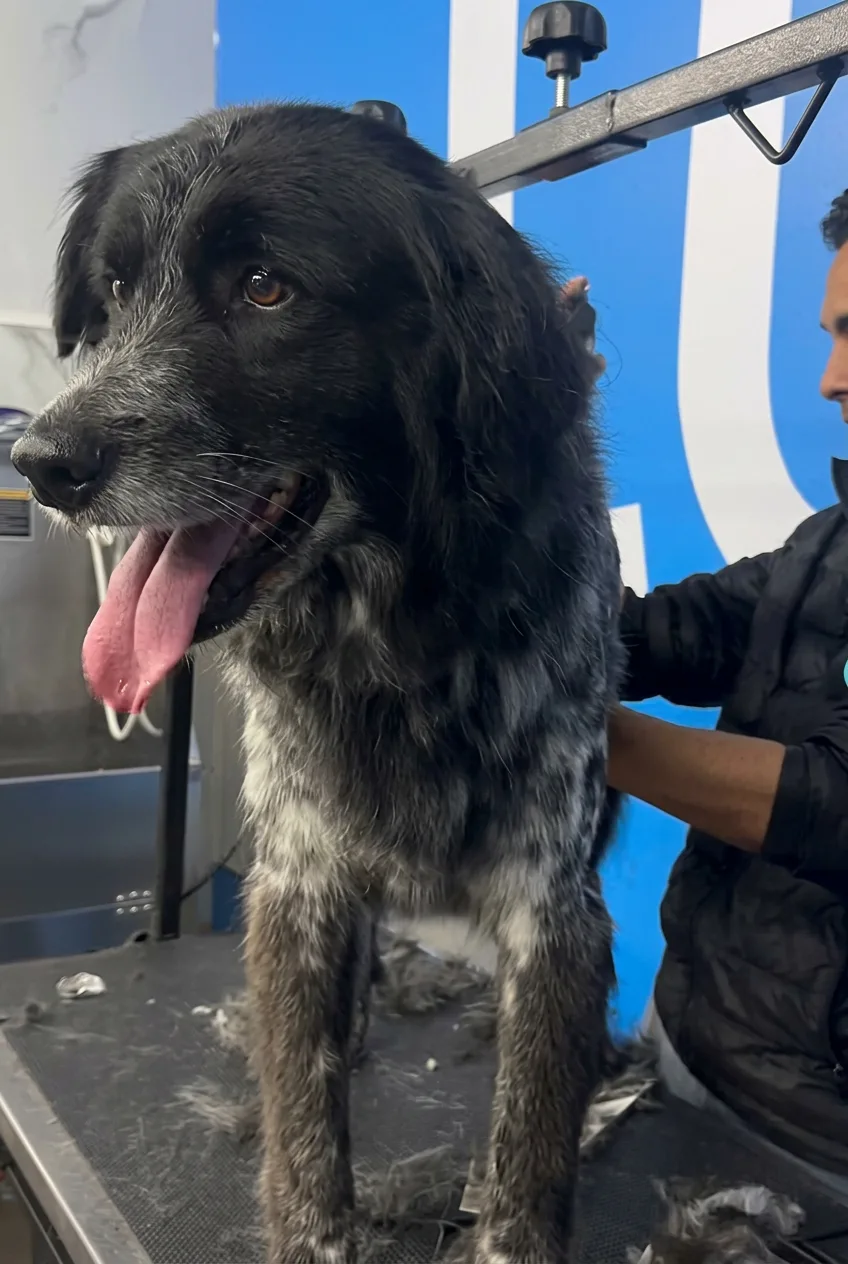 Perro en la mesa de peluquería de Lucca en Chía