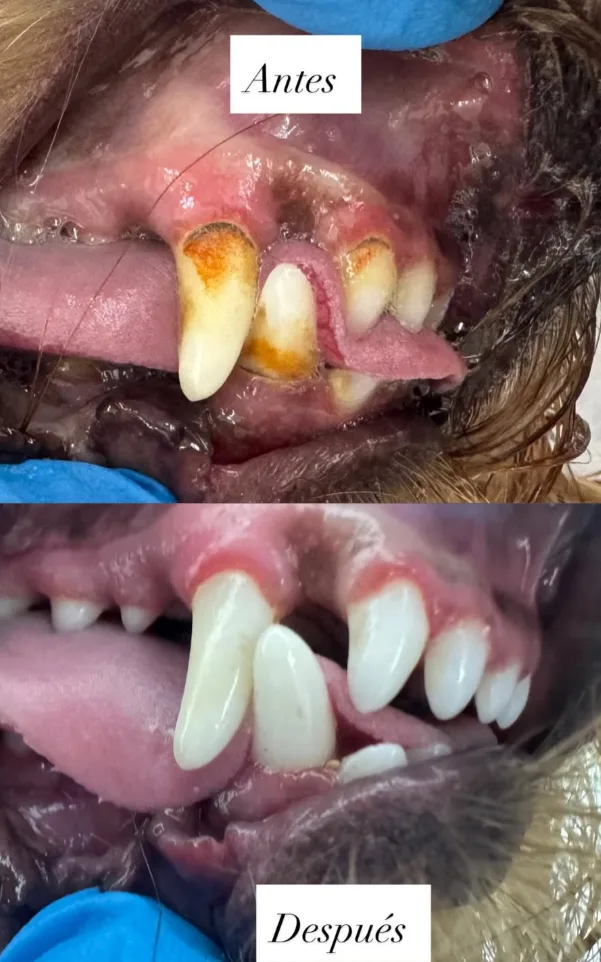 Antes y después de una profilaxis dental realizada en Lucca Veterinaria, Chía