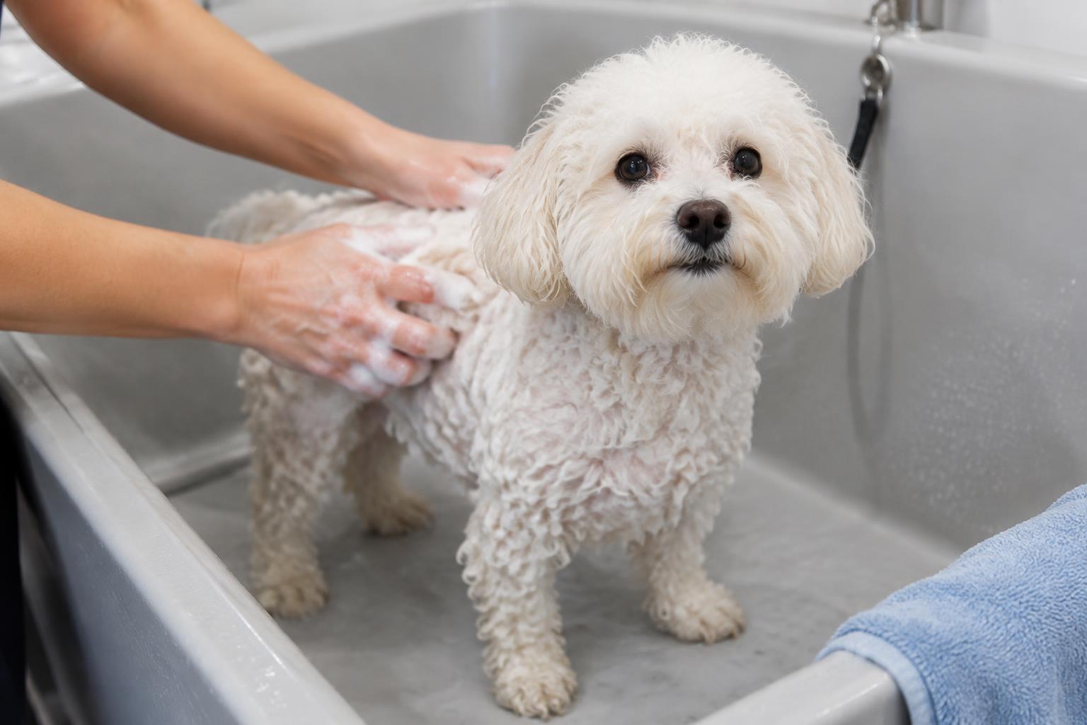Imagen ilustrativa generada con IA de un perro blanco recibiendo un baño